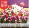 花仙居_灿烂时光