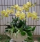 花仙居_蝴蝶兰