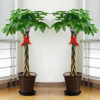 花市鲜花网_全国送花