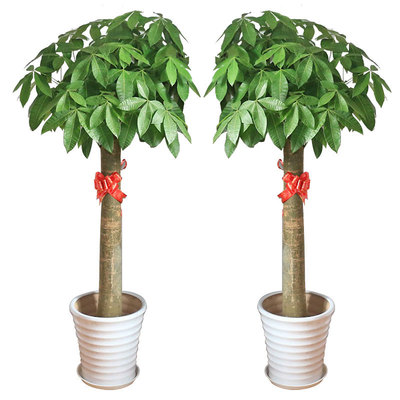 花市鲜花网_全国送花