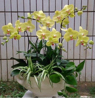 花市鲜花网_全国送花