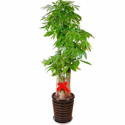 花市鲜花网_鲜花速递_兴旺通达