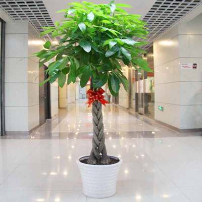 花市鲜花网_鲜花速递_招财进宝