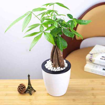 花市鲜花网_鲜花速递_发财大吉