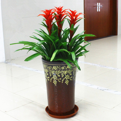 花市鲜花网_全国送花