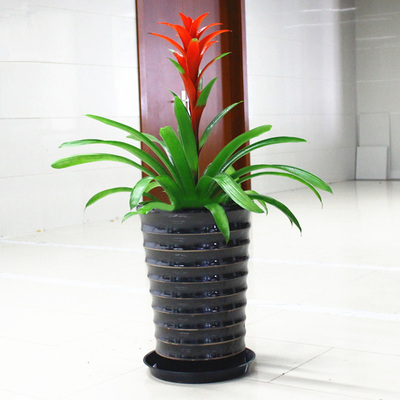 花市鲜花网_鲜花速递_吉祥高贵