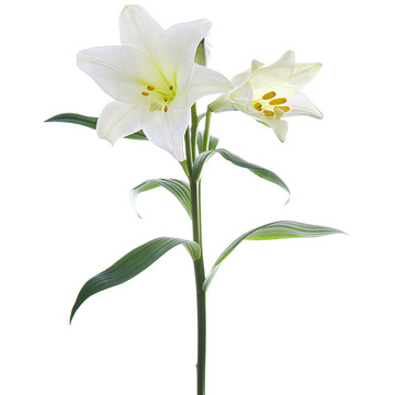 花市鲜花网_全国送花