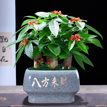 花市鲜花网_全国送花