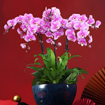 花市鲜花网_全国送花